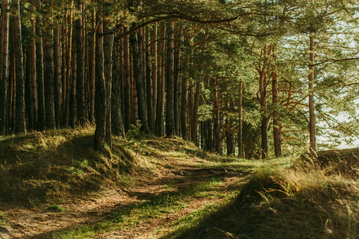 Kuva metsästä.