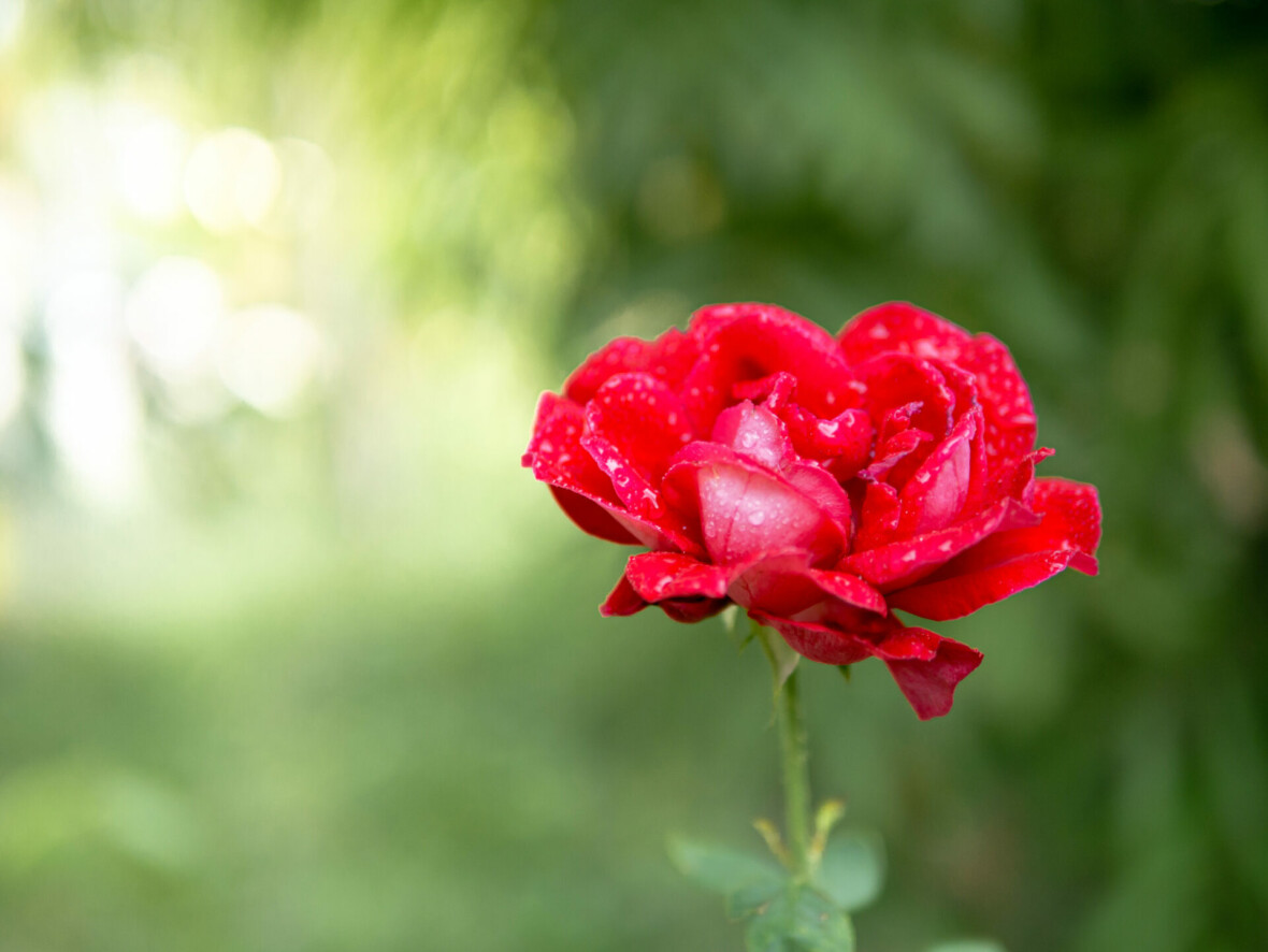 Red rose flower