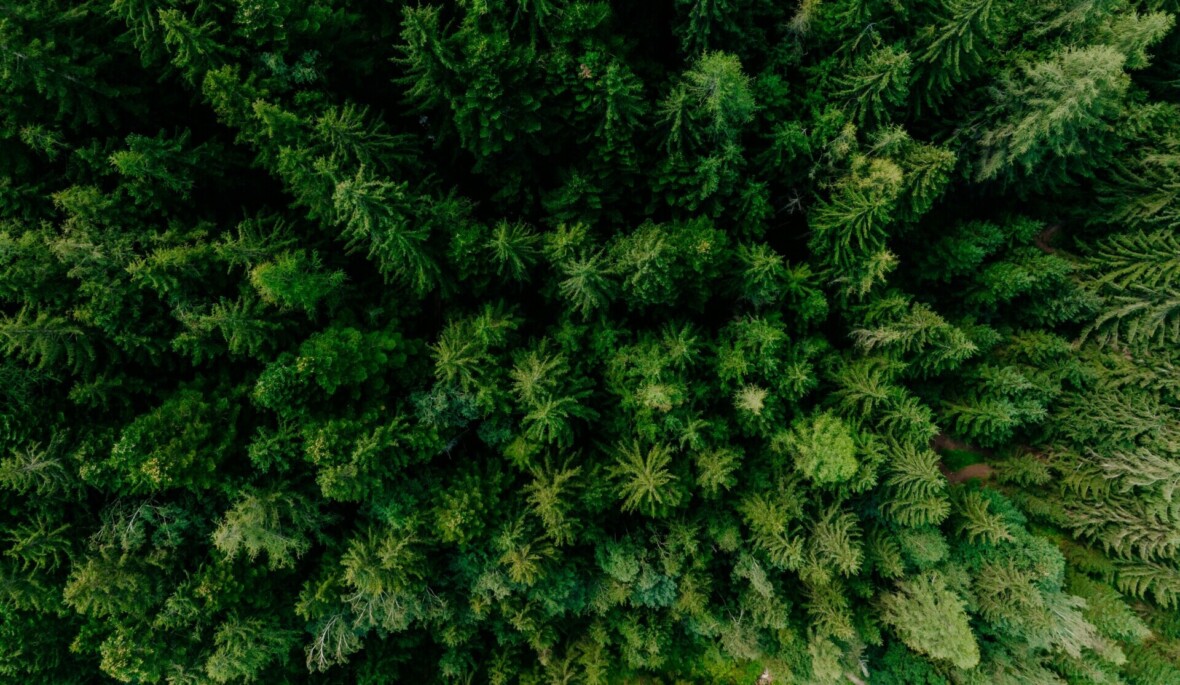 Metsä ylhäältä kuvattuna.