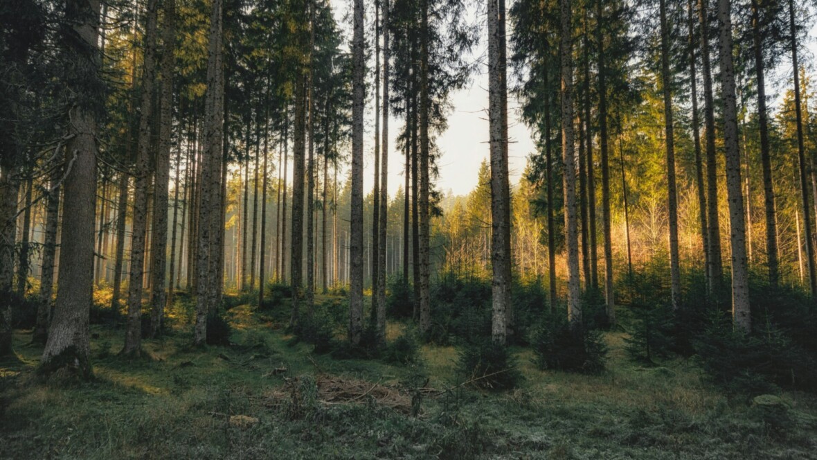 Mäntymetsä.
